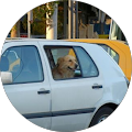 a dog named cowboy