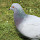 Jayde Richardson's profile photo