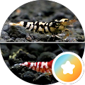 gekkano kishi