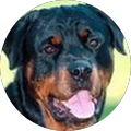 Avatar de Thibault.a