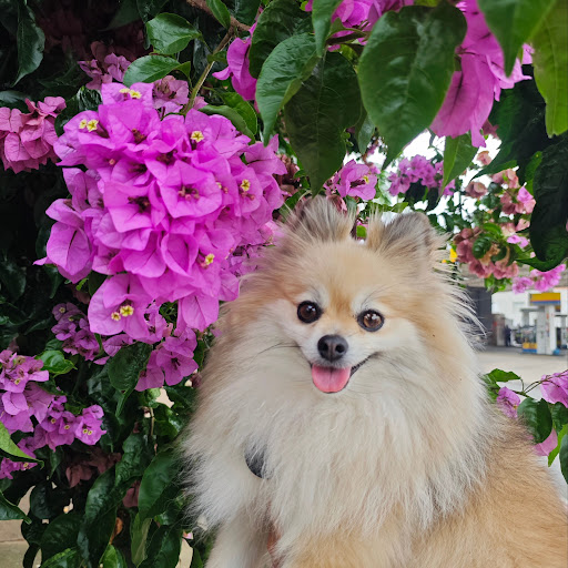 Raimundo Pet 25 — foto 3