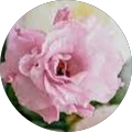 User profile - Cinzia Rizza.