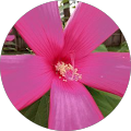Beverly Thomason, Mobile Notary - Republic, Missouri