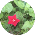 Jade Cosmetic Clinic - Trinity Beach - Trinity Beach, Queensland