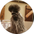Avatar du profil de Chaima Guettab