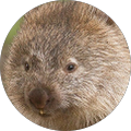 Avis de Wombat. avec une note de 5 sur 5