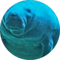 User profile - deechsea.