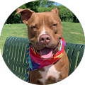 Kriser's Natural Pet - Park Ridge, Illinois