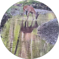 Reviewer Profile Photo
