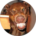 Avatar de DIDIER.