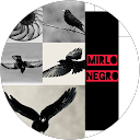 Mirlo Negro