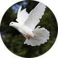 Avatar du profil de Ronis M.T