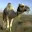 kurdishcamel