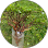 Terubus Bonsai