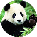 Avatar de ThePanda.