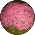 Avatar de Bruno.E