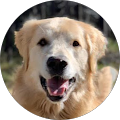 Lydia T. Percin, Esq. - Truckee, California