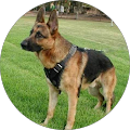 Ira Smith (The K-9 Handler L.