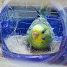 Photo of Geo Aj