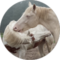 Reitprojekt Pferdestärken - Breydin