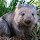 Chamelaeon Wombatowski's profile photo