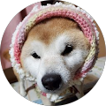 sakura shiba