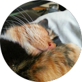 User profile - Merideth Smith.