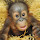Thistle's profile photo