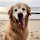 Bob Bunge's profile photo