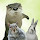 hopsiirabbit's profile photo
