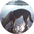 Natural Dog.es, Distribuidor Julius-k9, piensos Elemental, Accesorios Traildog. Venta a Profesionales con precios exclusivos - Cala Ratjada, Balearic Islands