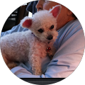 ArkanPaws Pet sitting - 