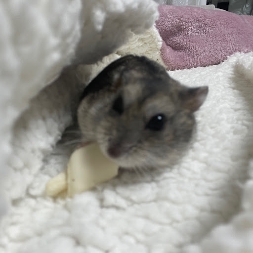 햄식이
