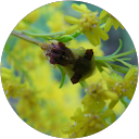 bugchik's profile image