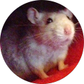 Avatar de Tony.o