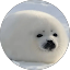 Peggy Pe