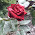 Lucia Avandero's profile photo