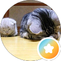 テスタD