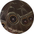 Avatar de Anton.c