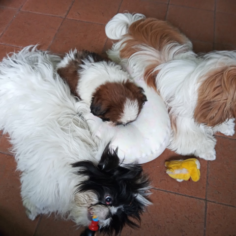 Vet Dra. Jac — foto 4