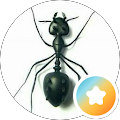 Semut Hitam