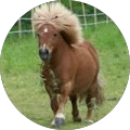 Avis de Poney.l avec une note de 5 sur 5