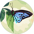 Avatar de Djamal.e