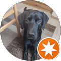 Professionelles Hundetraining und Hundeführerschein mit Tierärztin Valérie Pöter (FAQ Hund) - Oldenburg, Bremen und online - Oldenburg