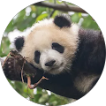 Avatar de PANDA.a