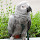 Jokal's profile photo
