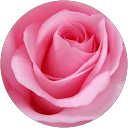 Lily sisco's profile image