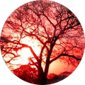Avatar de Sophie.c