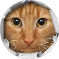 Avatar de nathalie.o