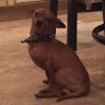 Photo de TomTheDog5